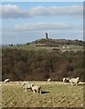 Sheep on Lud Hill