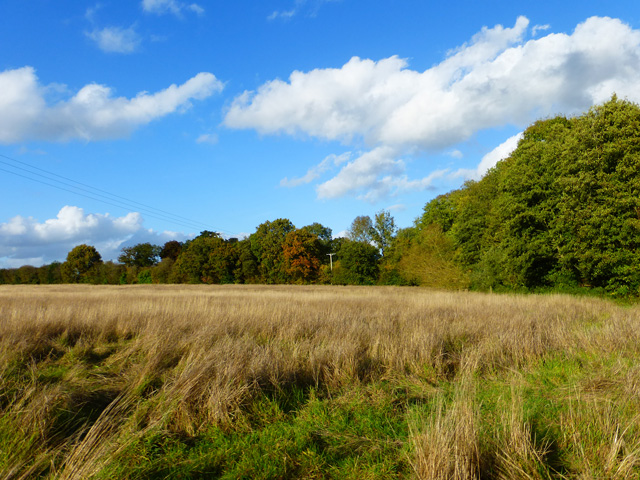Wood and grassland, Appleton
