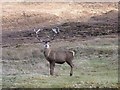 NH4289 : Red deer stag by Lizzie Croose