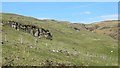 NM4739 : Grazing above Loch na Keal by Richard Webb