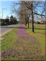 Spring, Muster Green, Haywards Heath