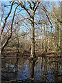 Pond, Ashenground Park