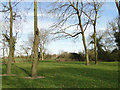 Trees in bud and green grass, summer