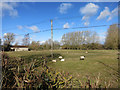 Sheep near Northmoor