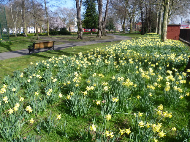 Daffodils in Central Park, East Ham