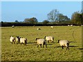 Pasture, Hardwick