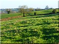 Pasture, Weedon