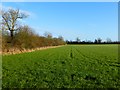 Farmland, Weedon