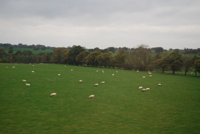 Sheep near Cow Brook