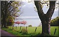 Cherry blossom at Ardlussa Bay