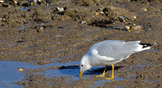 Common gull, Holywood (March 2015)
