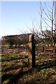 Yorkshire Wolds Way marker post