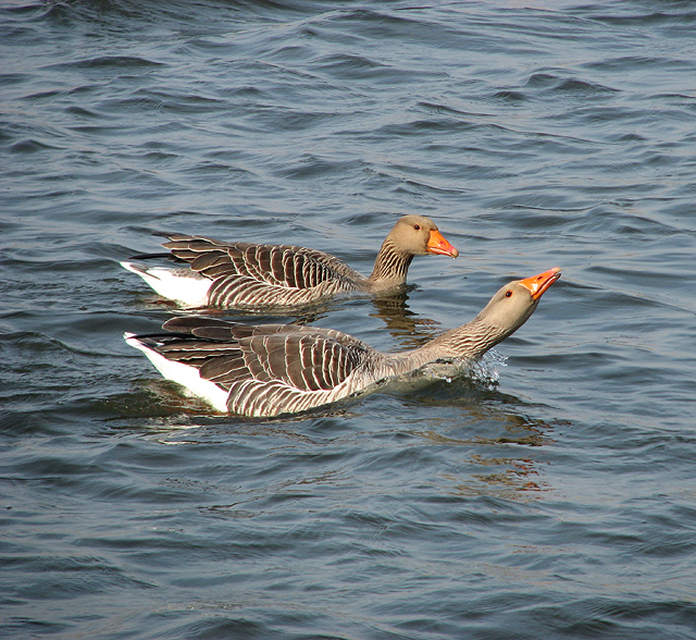 A pair of greylag geese (Anser anser)