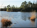 Pond on Frensham Common