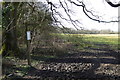 Footpath junction by woodland