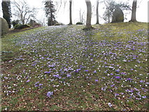 ST3505 : Forde Abbey: a carpet of crocuses by Chris Downer