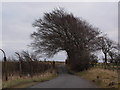 Trees by a country road