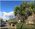 Palm Tree in Golders Green