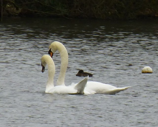 Mute Swan (Cygnus olor) courtship and display (2)