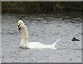 NZ0881 : Mute Swan (Cygnus olor) courtship and display (4) by Russel Wills