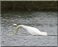 NZ0881 : Mute Swan (Cygnus olor) courtship and display (5) by Russel Wills