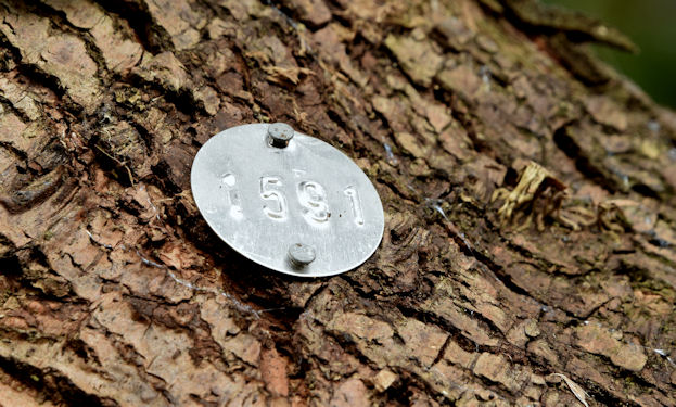 Tree number disc, Lagan towpath, Belfast... © Albert Bridge :: Geograph ...