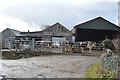 Cattle, Nant Bychan