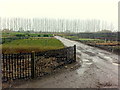 Tree and shrub nursery, Bampton