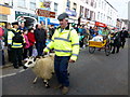 H4572 : Leading sheep, St Patrick's Day 2015 by Kenneth  Allen