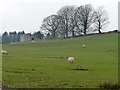 Winter trees along a field boundary, Denton