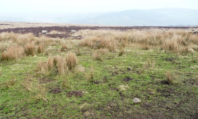 Sheep grazing on Askwith Moor