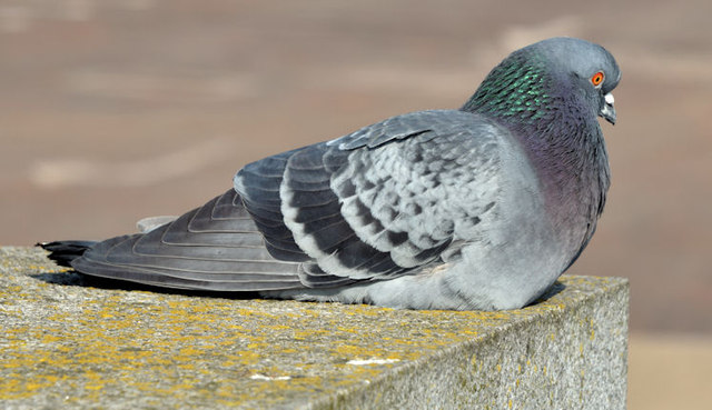 Feral pigeon, Queen Elizabeth Bridge, Belfast (March 2015)