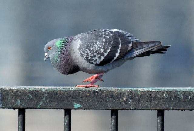 Courting pigeons, Queen's Quay, Belfast - March 2015(1)