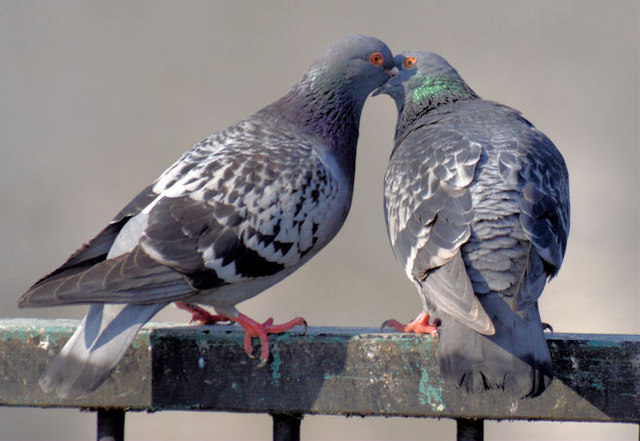 Courting pigeons, Queen's Quay, Belfast - March 2015(2)