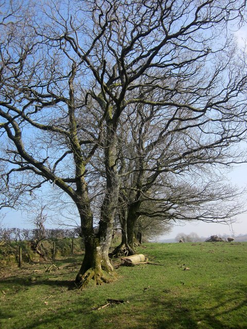 Trees near Hellescott