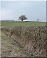 Tree on a hillside, east of Healthwaite Hall