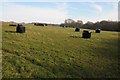 TQ6116 : Silage bales by Philip Halling