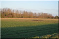 TG0512 : Farmland near Clippings Green by N Chadwick