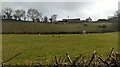 First lambs and a view to Pant-yr-haiarn