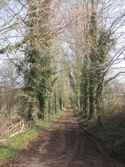 Tree Lined Track To Quantock Lodge © Roger Cornfoot Cc By Sa20 Geograph Britain And Ireland