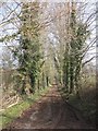 Tree-lined track to Quantock Lodge