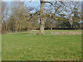 TQ0656 : Field near Ockham Church by Alan Hunt