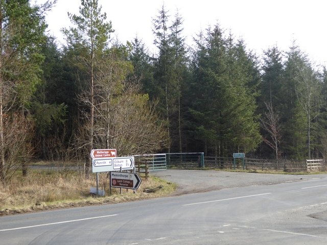 Road junction and forest entrance