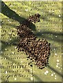 Beech nut husks on a gravestone