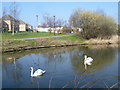 Swans on the canal at Thamesmead West