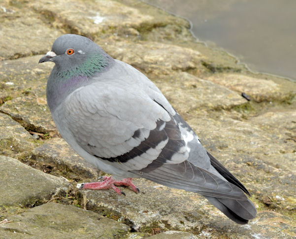 Feral pigeon, Victoria Park, Belfast - March 2015(5)