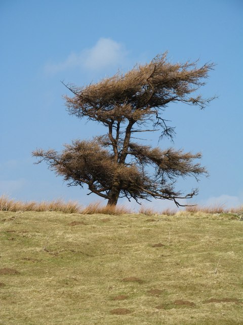 Lonesome larch 1