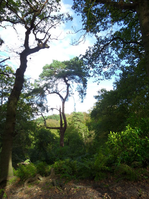 Trees. The Edge, Over Alderley