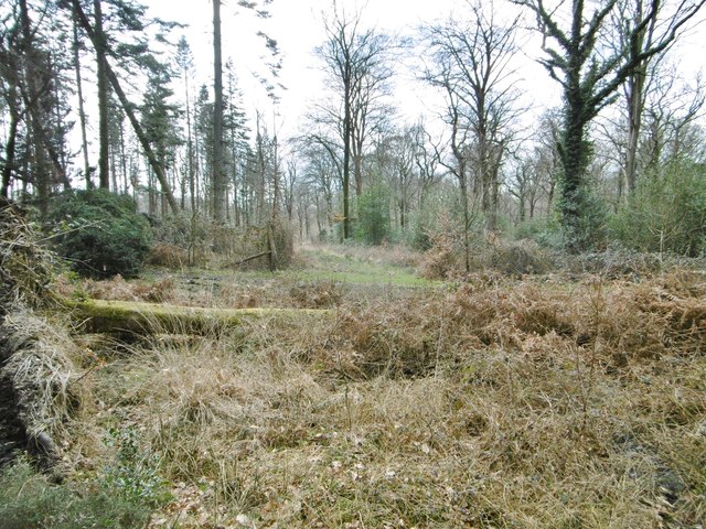 Churchplace Inclosure, forestry track junction