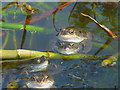 SD4972 : Frogs in a garden pond by Karl and Ali